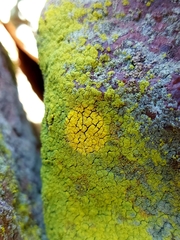 Chrysothrix chlorina