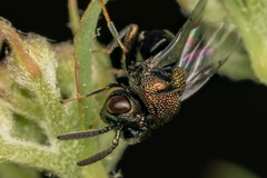 Perilampus laevifrons