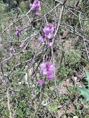 Polygala anatolica