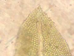 Fissidens bushii