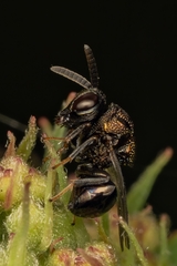 Perilampus laevifrons