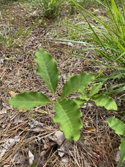 Asclepias variegata