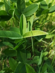 Trifolium montanum
