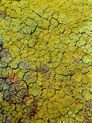 Chrysothrix chlorina