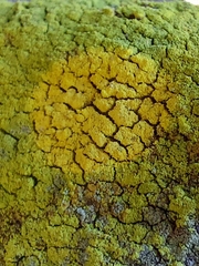 Chrysothrix chlorina