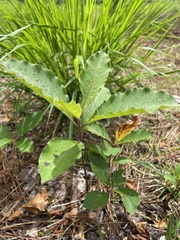 Asclepias variegata