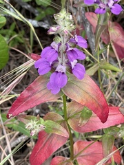 Collinsia concolor