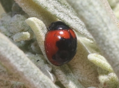 Exochomus subrotundus