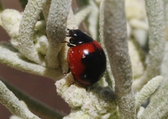 Exochomus subrotundus