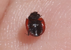Exochomus subrotundus