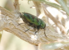 Knowltonia calida