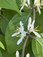 Lonicera maackii