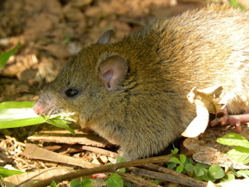 Fawn-footed Melomys