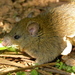 Melomys - Photo (c) Alan Couch, some rights reserved (CC BY)