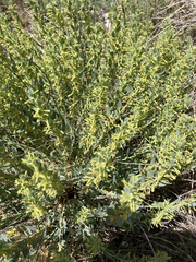 Thymelaea sanamunda