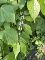 Lonicera maackii