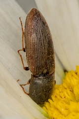 Agriotes obscurus