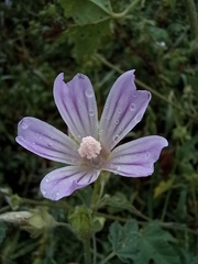 Malva multiflora