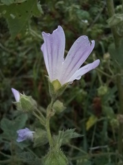 Malva multiflora