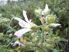 Malva multiflora