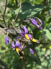 Solanum dulcamara