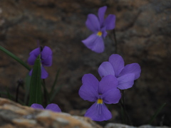 Viola bertolonii