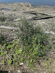 Solanum dulcamara