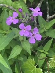 Hesperis matronalis