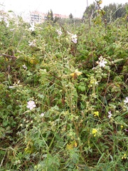 Malva multiflora