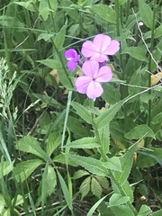 Hesperis matronalis