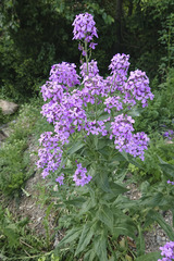 Hesperis matronalis matronalis