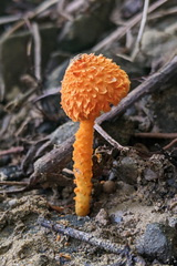 Agaricus trisulphuratus