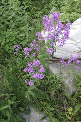 Hesperis matronalis matronalis