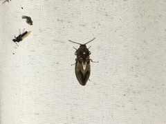 Stropenron hieroglyphica