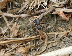 Liophrurillus flavitarsis