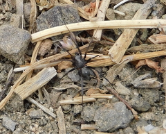 Liophrurillus flavitarsis