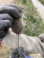 Oryzomys palustris