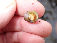 Littorina obtusata