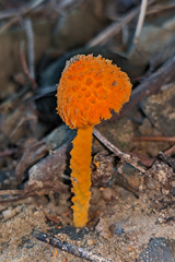 Agaricus trisulphuratus