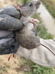 Oryzomys palustris