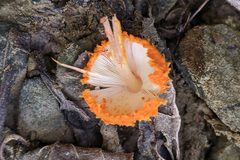 Agaricus trisulphuratus