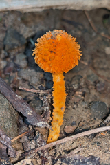 Agaricus trisulphuratus