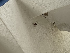 Polistes crinitus