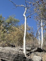 Moringa ovalifolia image