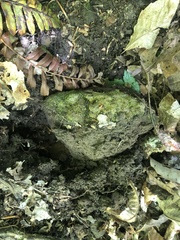 Pelekium pygmaeum