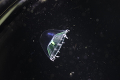 Aequorea victoria