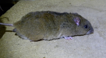Fawn-footed Melomys