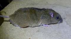 Fawn-Footed Melomys photo 4