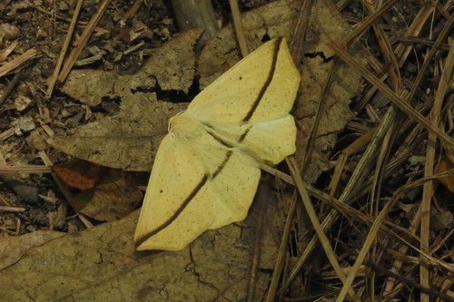 Yellow Slant-line photo 6