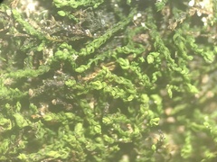 Pelekium pygmaeum